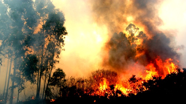 fire burning in a forest