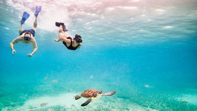 Travellers snorkeling in the ocean, giant turtle swimming by.