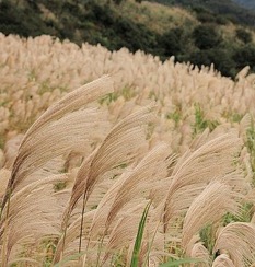 草嶺古道芒花季