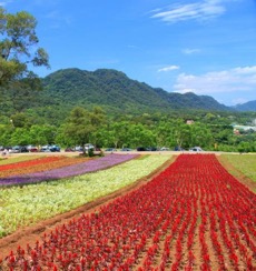 大溪花海農場