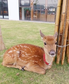 張美阿嬤農場