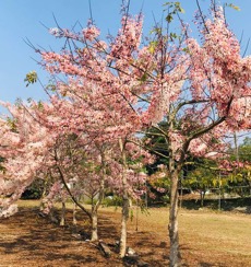 龜丹溫泉花旗木