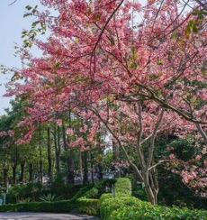 花旗木景點