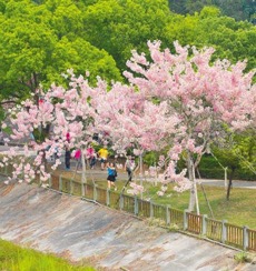 竹崎親水公園花旗木