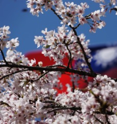 阿里山櫻花