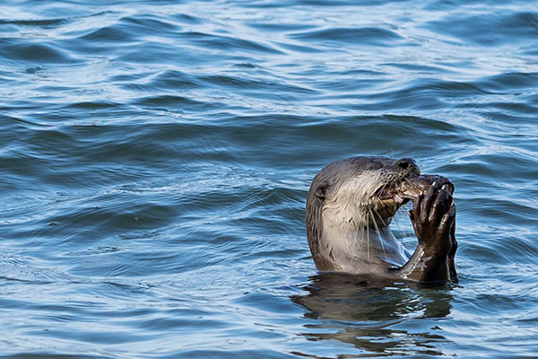 Smooth-coated otter in Singapore