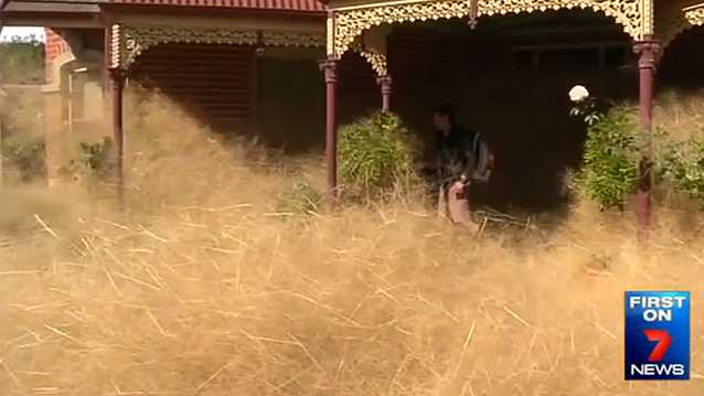 Hairy Panic Sets In As Homes Are Swallowed In Masses Of Tumbleweeds Yellow Big Head Could