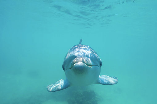 Russian scientists record dolphin conversation for the 1st time