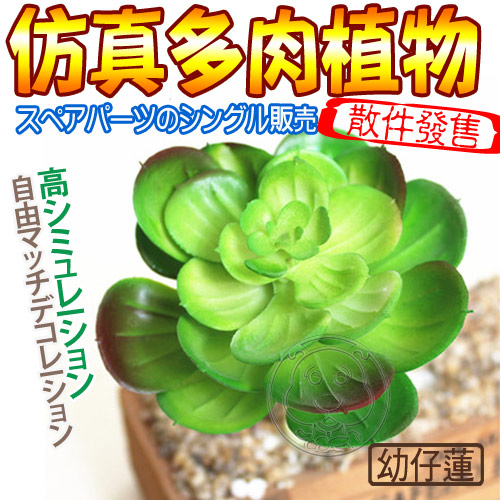 【培菓幸福寵物專營店】仿真多肉植物幼仔蓮