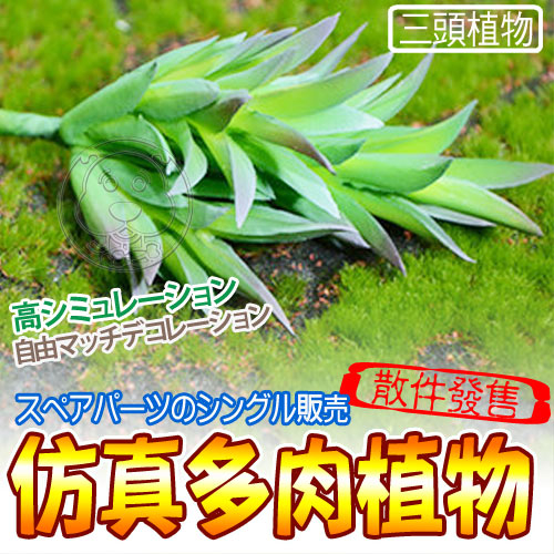 【培菓幸福寵物專營店】仿真多肉植物三頭植物