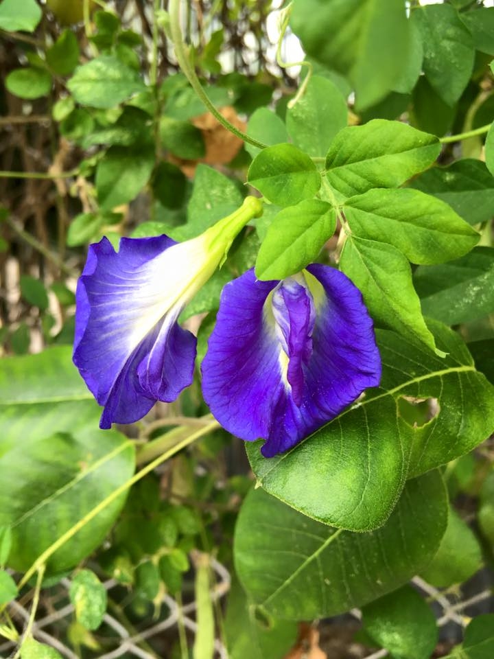 蝶豆花種子比價格