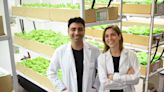 En Tucumán cultivan alimentos del futuro usando hidroponia y electroestimulación