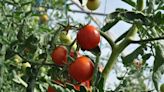 Maladie du "cul noir" des tomates : comment les traiter et les sauver ?