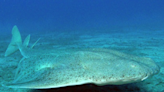 Rare shark covered in thorns suddenly found in ocean