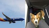 A woman says she was one of 3 people kicked off a Southwest Airlines flight over an incident that started with a dog on board