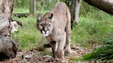 Man Killed in First Deadly Cougar Attack in California in 20 Years