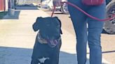 7-year-old Vader needs a good home and is our Pet of the Week - East Idaho News