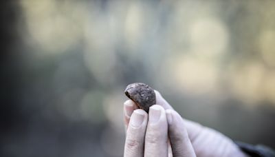 Descoberta trufa de Verão pela primeira vez em Portugal