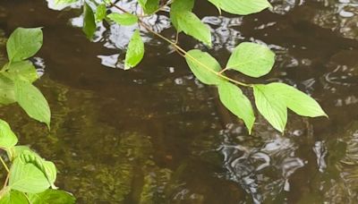 Following a River Through the Heart of the Berkshires