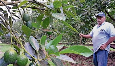 Sequía pega a producción de aguacate al sur de Edomex | El Universal