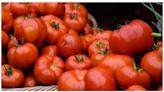 Tomato prices may ease in coming weeks on supplies from Andhra Pradesh, Karnataka