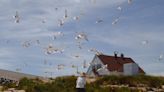 These seabirds are the harbingers of changing oceans. Studying them involves lots of poop.