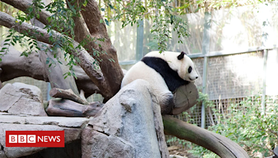 Como a China usa pandas para ter influência internacional