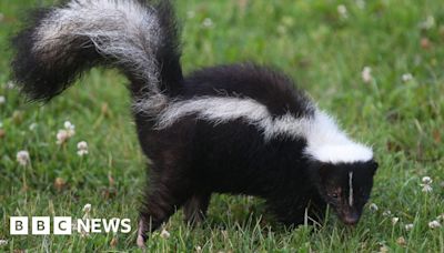 Skunk on the run near Sudbury after escaping from owner's garden