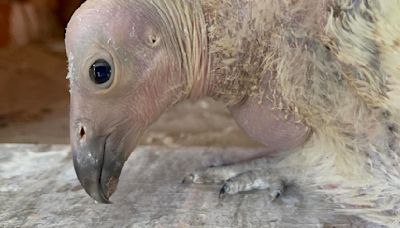 Los Angeles Zoo has record-breaking 2024 California condor breeding season