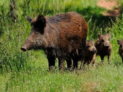 Uruguay autorizó la caza de jabalíes y ciervos axis por las noches