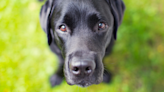 Labrador Retriever Listens So Intently When His Little Human Chats With Him