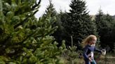 A list of the best live Christmas tree lots in the Charlotte area