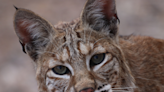 Are SC bobcats dangerous? Here’s what to know and where they live