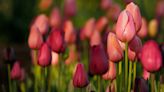 Everything to know about spring bulbs for your garden | Gardener State