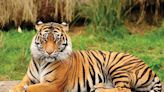 Madhya Pradesh: Proposed Tiger Reserve May Gobble Up Tribal Land On The Outskirts Of Sehore