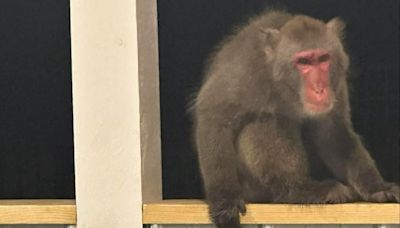 Pet monkey captured after four-day escape where he attempted to attack a dog and startled a grandmother