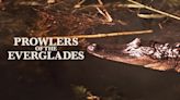 Prowlers of the Everglades: Where to Watch & Stream Online