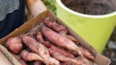 Yes, You Can Grow Sweet Potatoes in Pots–Here's How