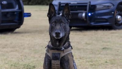 National run will honor lost police dogs, including K9 Bane