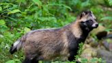 Are raccoon dogs actually dogs? New COVID-19 testing spotlights animal