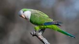 Cae árbol que era hogar de loros argentinos