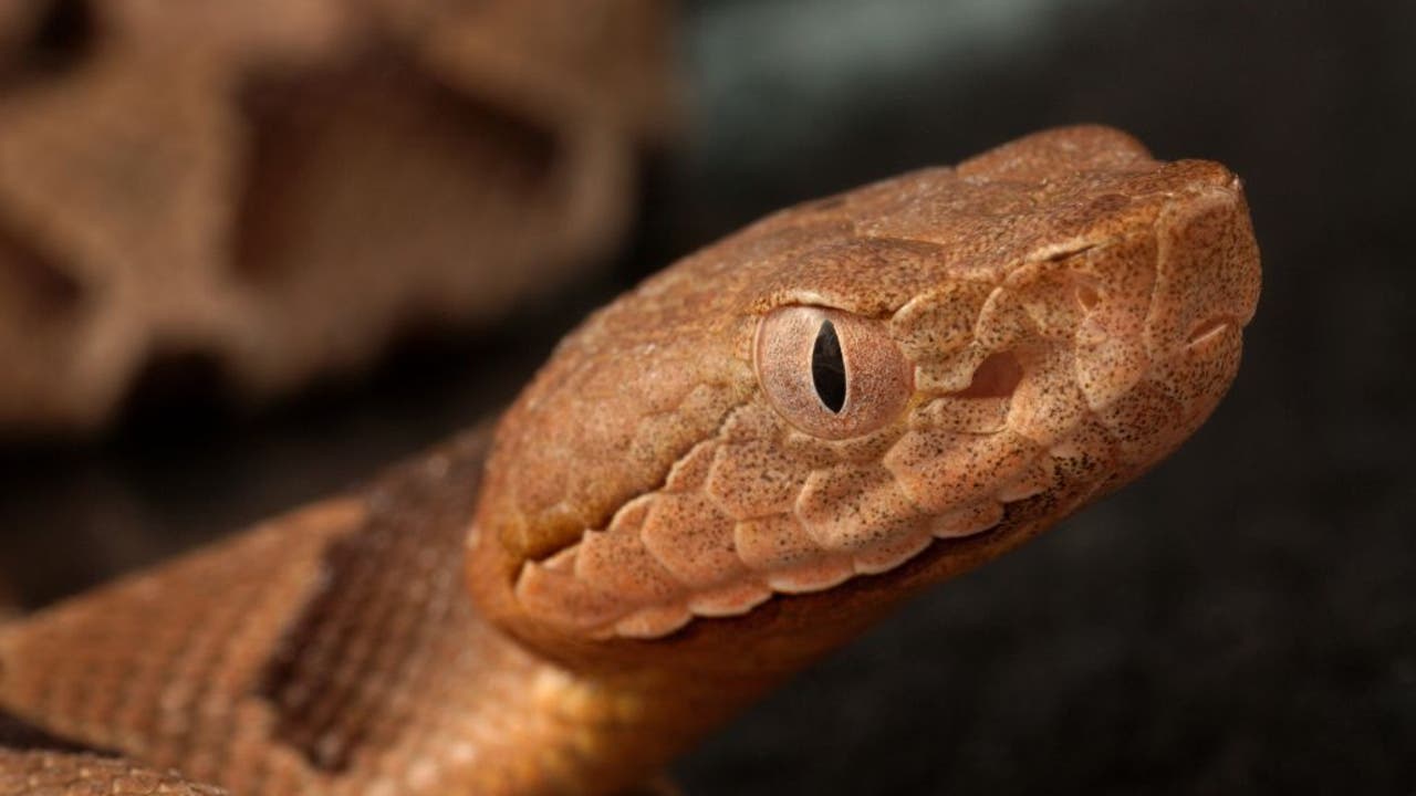 Copperhead snake bit sends Marietta man to hospital ahead of Fourth of July holiday