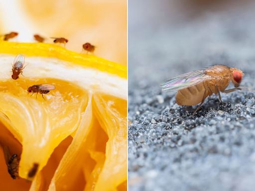 Nuevos datos genómicos amplían el árbol de la vida de la mosca de la fruta