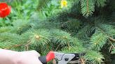 Spruce Pruning Essentials: Best Clipping Care for Healthy Spruce Trees