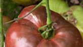 Extension Corner: Gardeners can choose from countless tomato varieties