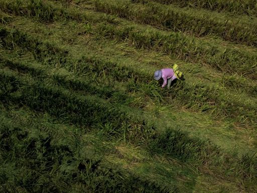 China warns prolonged heatwave may damage rice, cotton crops