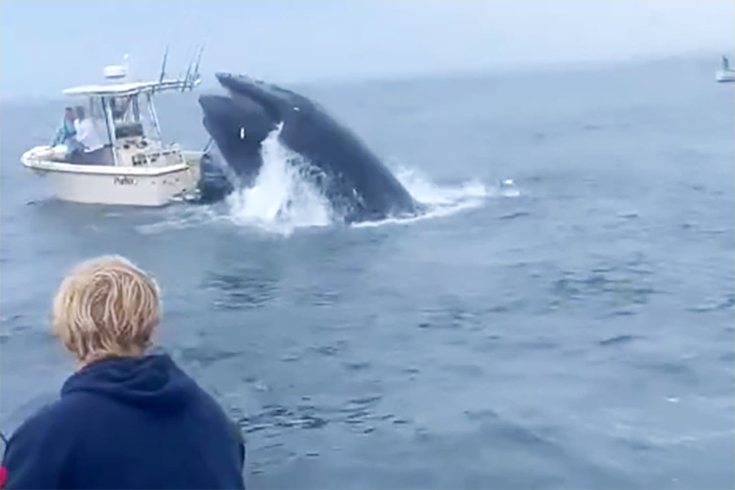 Dramatic video shows whale capsizing boat off New Hampshire
