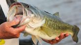 Florida Bass Fishing: 5 Tips for Catching Largemouth in the Sunshine State