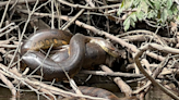 New anaconda species said to be largest ever found during filming of Will Smith docuseries