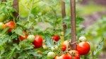 15 Companion Plants for Tomatoes—and 5 to Avoid—for Your Best Crop Yet